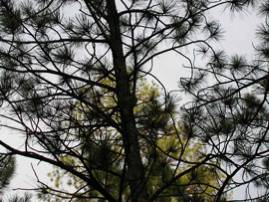 Ponderosa pine tree